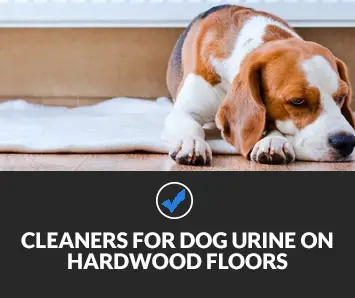 Best Cleaner for Dog Urine on Hardwood Floors